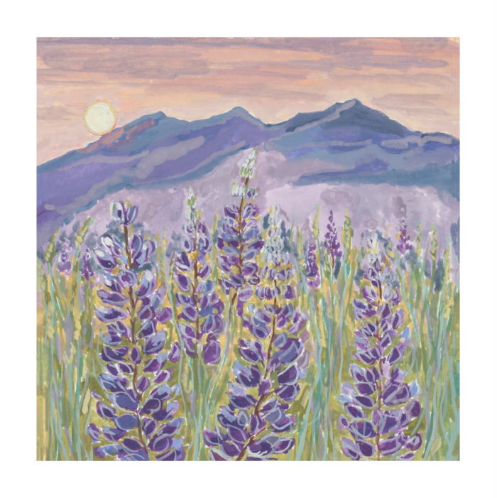 Sunset Lupines Fine Art Print