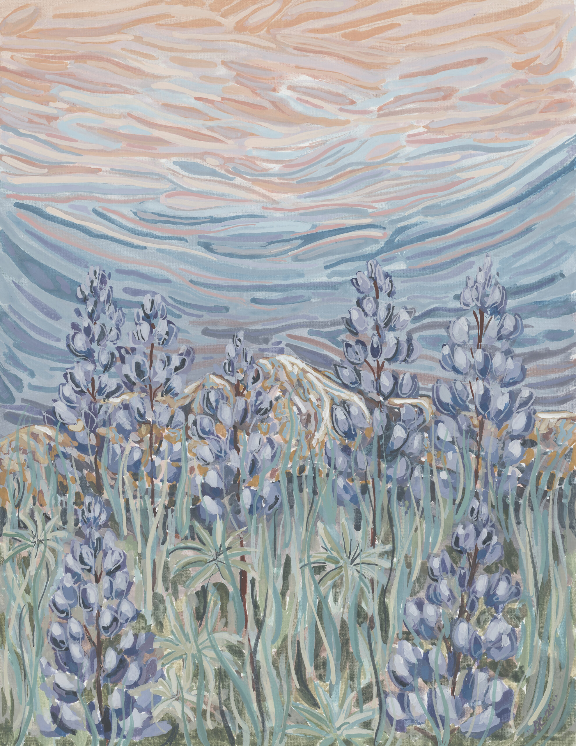 Lupine Bloom